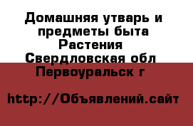 Домашняя утварь и предметы быта Растения. Свердловская обл.,Первоуральск г.